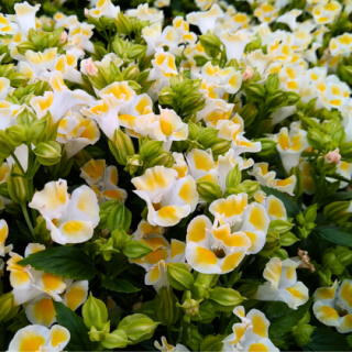 Torenia-Summery Love (Deep Yellow) From Known You Seed (India) (1)